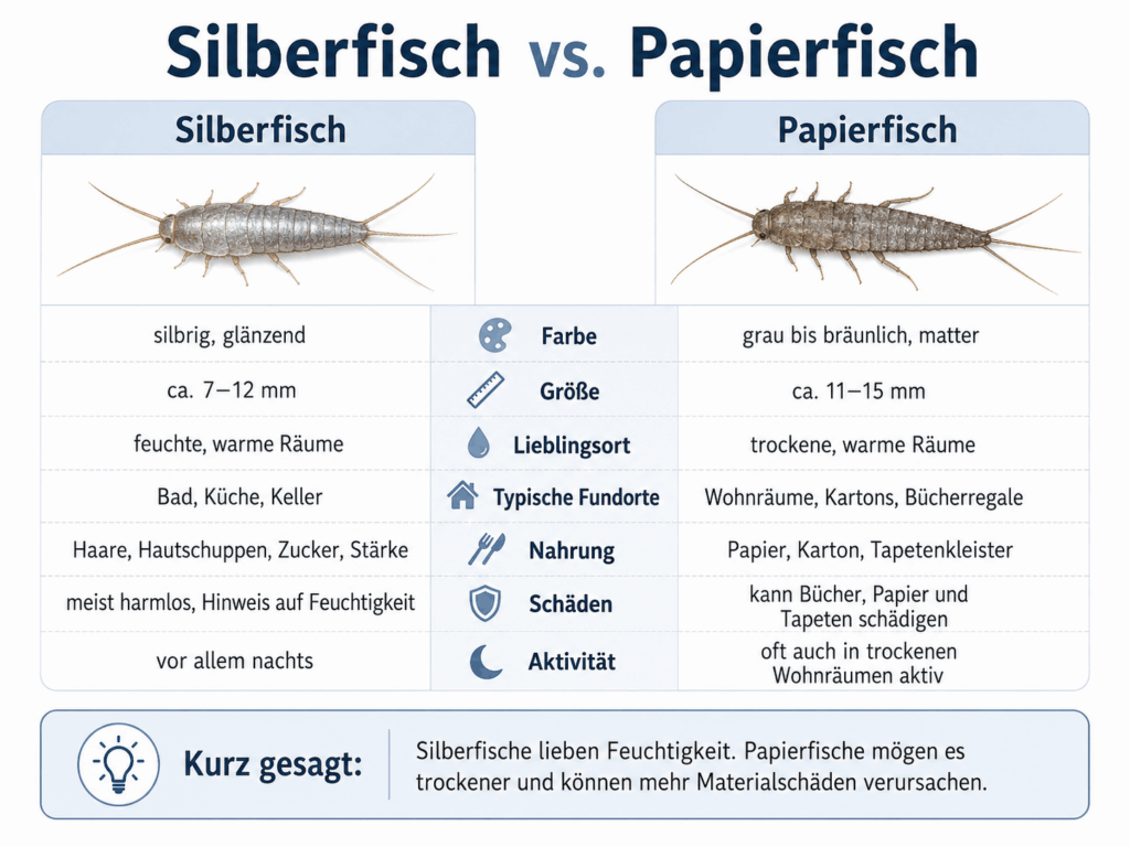 Silberfische im Vergleich mit Papierfische